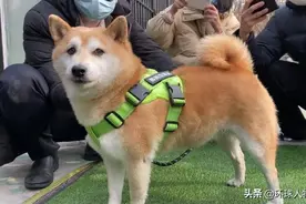 消失的主人，拍卖的16万，一只网红柴犬被遗弃的半生图片