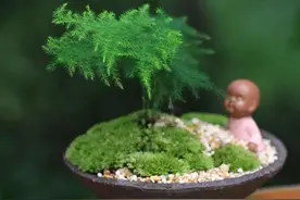 文竹养不好，是因为有“4怕”，不及时纠正，叶片就会发黄图片
