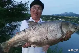 夏季鲢鳙怎么钓？掌握鱼情、水情、钓深、钓浅，分析应对是钓关键图片