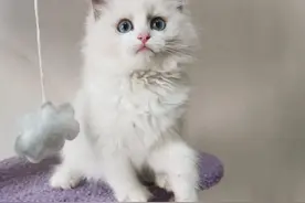 我说猫藓很好治，你们偏不信图片