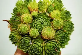 好养又长得快的观音莲，随意养1年，一颗变10颗图片