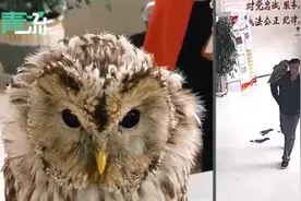 大哥来了，大哥肩上扛着猫头鹰来了……图片