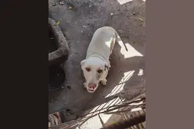 忍痛割爱的拉布拉多图片