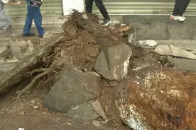 教场北路，桉树突然倾倒！小轿车路过被砸中图片