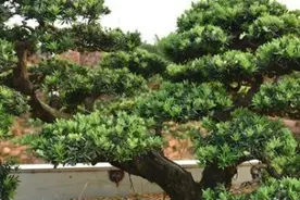 罗汉松盆景怎么养图片
