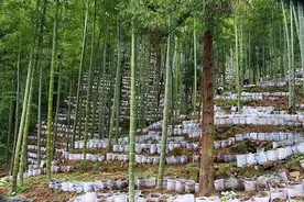 林下经济成为致富新通道，还不快来试试这8种模式？图片