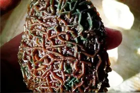 赏石界的奇葩一黑山玛瑙图片