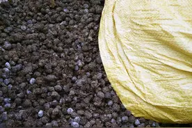 羊粪有机质含量这么高？有效提高产量，看看增效在哪里图片