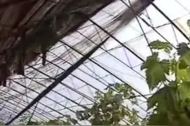 甘肃静宁葡萄秋季管理要点图片