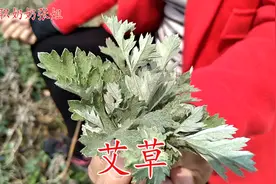 野生“艾草”厉害了，对身体有啥好？或许对你有帮助！视频封面