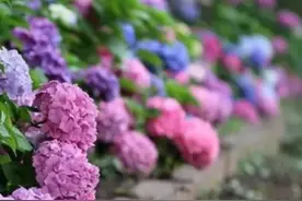 《紫阳花日记》：走进渡边淳一打造的婚外情世界图片