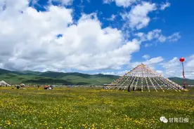 西梅朵塘的花开了图片