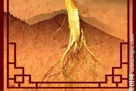 高丽参体现了每个产业成功的缩影图片