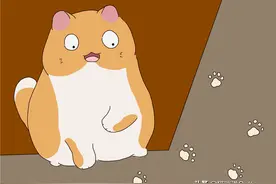 猫也会凌波微步？4个方法让你预判猫下一步往哪走图片