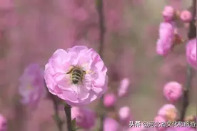 春和景明，正是畅游古城正定的好时候！图片