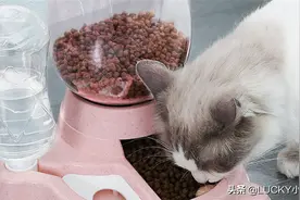 雨季怎么喂“流浪猫”？3种猫粮投喂创意揭秘，不得不服图片