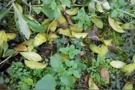 柑橘春季落叶是什么情况？就要开花结果了，种植户可以这样补救图片