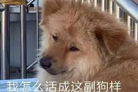表情包 | 我怎么活成了这幅狗样？？图片