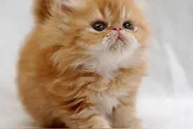 国外的一些可爱猫咪，你喜欢哪种？图片