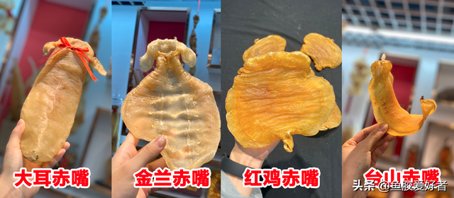 大耳赤嘴鱼胶有收藏价值吗 2026年大耳赤嘴鱼胶是不是野生的