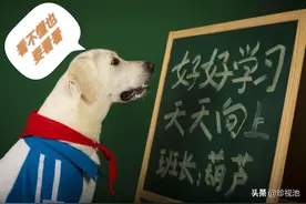 “五一”过后，你还会养狗吗？图片
