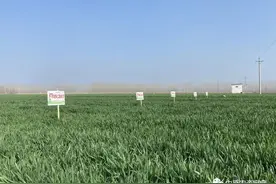 「实录」“标兵”小麦，十里八乡找着买，花生套种更喜爱图片