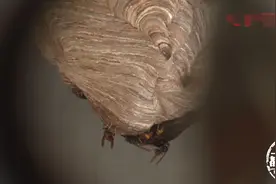 正要装空调，师傅却说这活干不了，业主好奇一看吓得头皮发麻图片