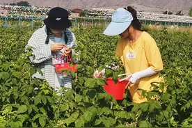 平罗:小小红树莓带来大收入图片