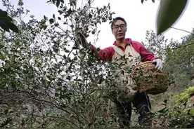 孝心撑起脱贫梦 赣州蔡启鸽平凡身躯闪耀“孝”“爱”光辉图片