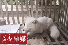 洛阳街头惊现“白狐”，惊慌失措：我是谁，我在哪儿……图片