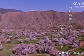四川！航拍甘孜十里桃林！图片