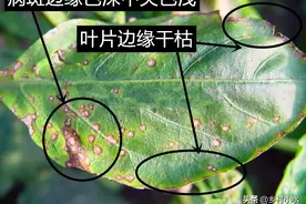 辣椒叶片容易出现褐色的斑点，找准病因早治疗，合理的降湿很重要图片