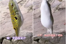 半斤！广西大爷西江钓起“河豚王”，小伙羡慕围观，大爷：送你了图片
