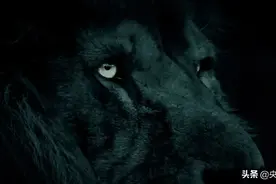 此地有“狗头猪身”的夜行杀手出没，千万注意图片