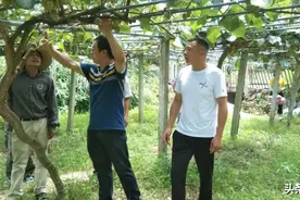 省级科技特派员陈义挺博士  到向前村进行农业技术指导图片