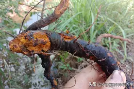 路边好多虎杖，挖回家泡酒解烦恼，好多人不知道它的价值与用途图片