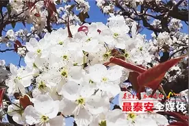 泰安春季赏花去哪里？这里的万亩梨花正盛开！游客可步行进山！图片