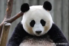 一只来自野外的熊猫，昭美，美得不可言喻图片