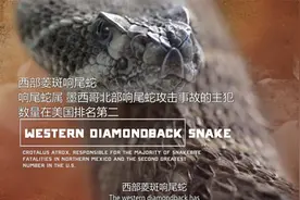 咬人率高居榜首，遍布美洲各大沙漠，恐怖的响尾蛇了解一下图片