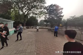 突发！保定动物园一幼年斑马被困护栏！工作人员展开施救图片