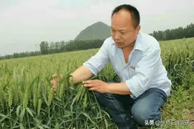 农超级吨麦育种人商东升：孜孜不倦三十载 育出矮秆大穗超级麦图片
