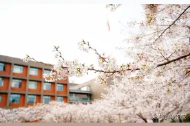 嘉兴哪里的樱花最烂漫？同济大学浙江学院喊你PK图片