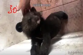 熊宝宝找不到妈妈，一路小跑跟着尚志一男子回了家！卖萌、撒娇，可爱极了！图片