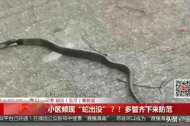 吓人！海口一小区频繁“蛇出没”，住户们心慌慌，哪来的？图片