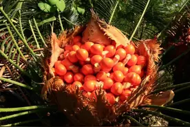 铁树开花还“生下凤凰蛋”，大妈好奇尝鲜，后果很严重图片