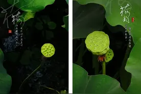 给照片加水印｜教你手机制作2种“仿古小印章”，很国风图片