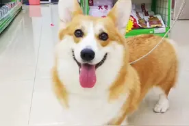 宠物配种需谨慎图片