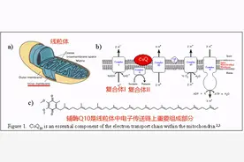 辅酶Q10: 不单是他汀救赎，抗炎症脂性抗氧化物图片