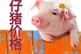 仔猪价格｜4月9全国区域仔猪今日行情及自繁自养生猪盈利数据图片