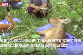 “东北神兽”超萌的~也憨憨的图片
